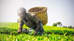 Cueillette du thé au Kenya