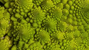 Le chou Romanesco et ses fractales