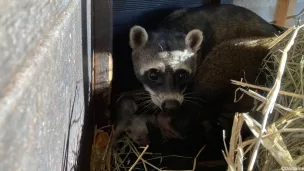 Le petit raton crabier avec sa mère -  Domaine de Pescheray