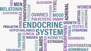 système endocrinien © pixabay