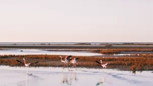 Photo d'illustration de la Camargue. Photo by <a href="https://unsplash.com/@thomasdeluze?utm_source=unsplash&utm_medium=referral&utm_content=creditCopyText">Thomas de LUZE</a> on <a href="https://unsplash.com/s/photos/camargue?utm_source=unsplash&utm_medium=referral&utm_content=creditCopyText">Unsplash</a>   