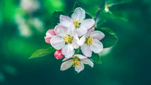 pommier en fleur - © Xuan Nguyen via Unsplash