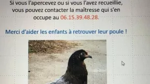 La photo de la poule Bélinda - Twitter ville de Nice 