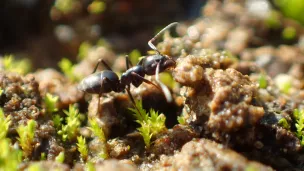 La Tapinoma magnum, une espèce invasive de fourmis, a élu domicile depuis quelques années dans le quartier des Violettes à Saumur. ©Clément Gouraud