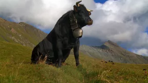 ©Les films du parotier- La vache "Vedette" 