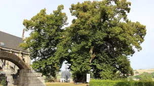 Le Tilleul de Jeanne d'Arc, à Vaucouleurs