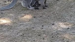 Le parc des kangourous à La Possonnière © RCF Anjou