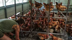 Claire Schiavi dans un de ses poulaillers - Photo : RCF Nice Côte d'Azur