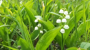 muguet de printemps