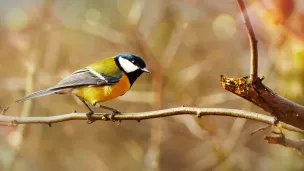 mésange charbonnière - © Krzysztof Niewolny via Unsplash