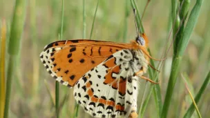 La mélitée orangée, papillon qui pâtit de l’assèchement trop rapide de la végétation ©CPIE Loire Anjou