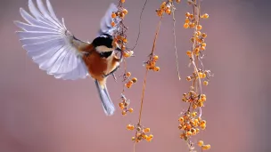 Un atlas de la biodiversité en cours d'élaboration à Châteauroux Métropole.