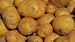 La pomme de terre nouvelle