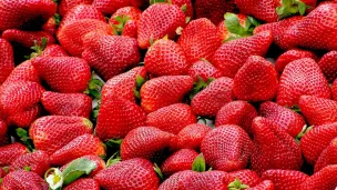 Les fraises sarthoises sont là !