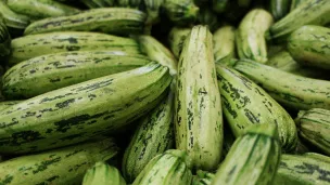 La saison de la courgette c'est maintenant !
