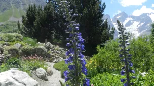 Pied-d'alouette élevé du Jardin du Lautaret