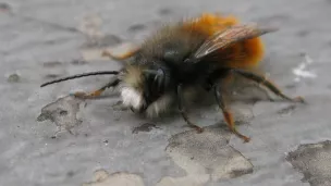 Wikimedia Commons : Osmia cornuta