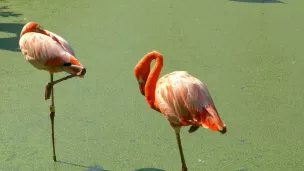 Découvrez la légende Yoruba à propos des flamands roses dans Boussole et sac à dos ! © Pixabay.