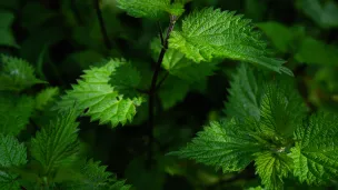 L'ortie, cette plante qui aime l’ombre et la fraîcheur possède de superbes caractéristiques pour faire des extraits fermentés ©Unsplash