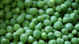 Tendres et sucrés, les petits pois sont là !