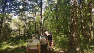 La forêt de Brocéliande