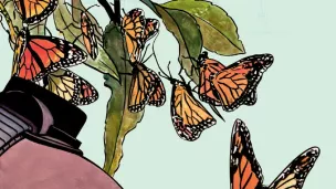 Les petits monarques (Case - Dupuis)