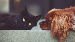 Chat et chien