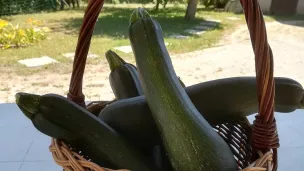 panier de courgettes