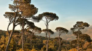 forêt méditerranéenne