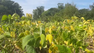 ©RCF. Selon Gilbert Brouder, les rendements sont divisés par deux pour certaines cultures de plein champ.