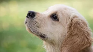 La France est championne d'Europe d'abandon d'animaux domestiques. 