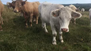 Les bovins pâturent les landes de Loqueffret - ©Ronan Le Coz