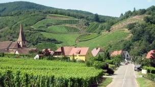 Vignoble d'Alsace vu depuis Niedermorschwihr ©Wikimédia commons