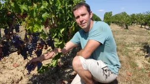 Au domaine des Fontaines à Thouarcé, Vincent Rousseau constate les effets de la sécheresse sur les vignes de cette parcelle de cabernet franc. ©RCF Anjou