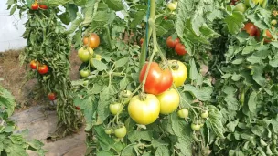 tomates