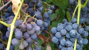 saison des vendanges RCF