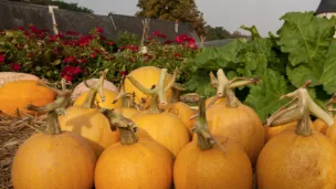 Courges melonnette