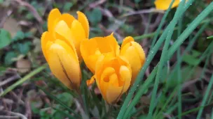 crocus