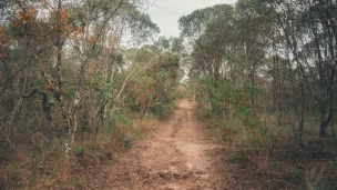 ©Pexels - L'Amazonie sous la menace d'une déforestation irréversible - Image d'illustration 