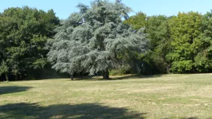 Charte de l'arbre - © Sauvegarde de l'Anjou