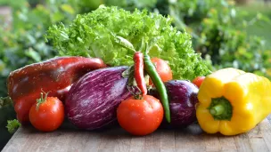 Des légumes bio cultivés en circuits-courts à Marseille