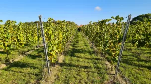 Vendanges à Quiéry-la-Motte