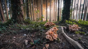 champignons à Frauenfeld (Suisse) - © Pascal Debrunner via Unsplash