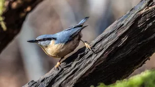 Une sittelle - Par Smudge 9000 — Flickr: Nuthatch (Sitta europaea), CC BY-SA 2.0, https://commons.wikimedia.org/w/index.php?curid=31588232