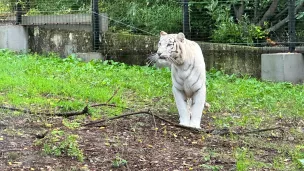 Sarabi l'une des deux tigresses arrivées aux Terres de Nataé