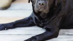 Labrador, face aux animaux © pexels