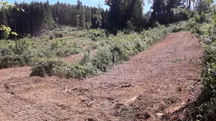 la résilience des forêts de l'Ain