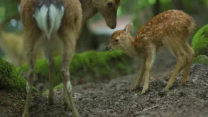 © www.luxeuil-vosges-sud.fr/parc-animalier-de-fougerolles-saint-valbert