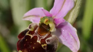 Ophrys épiscopalis