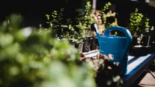 champignons à Frauenfeld (arrosoir) - © Jason Leung via Unsplash